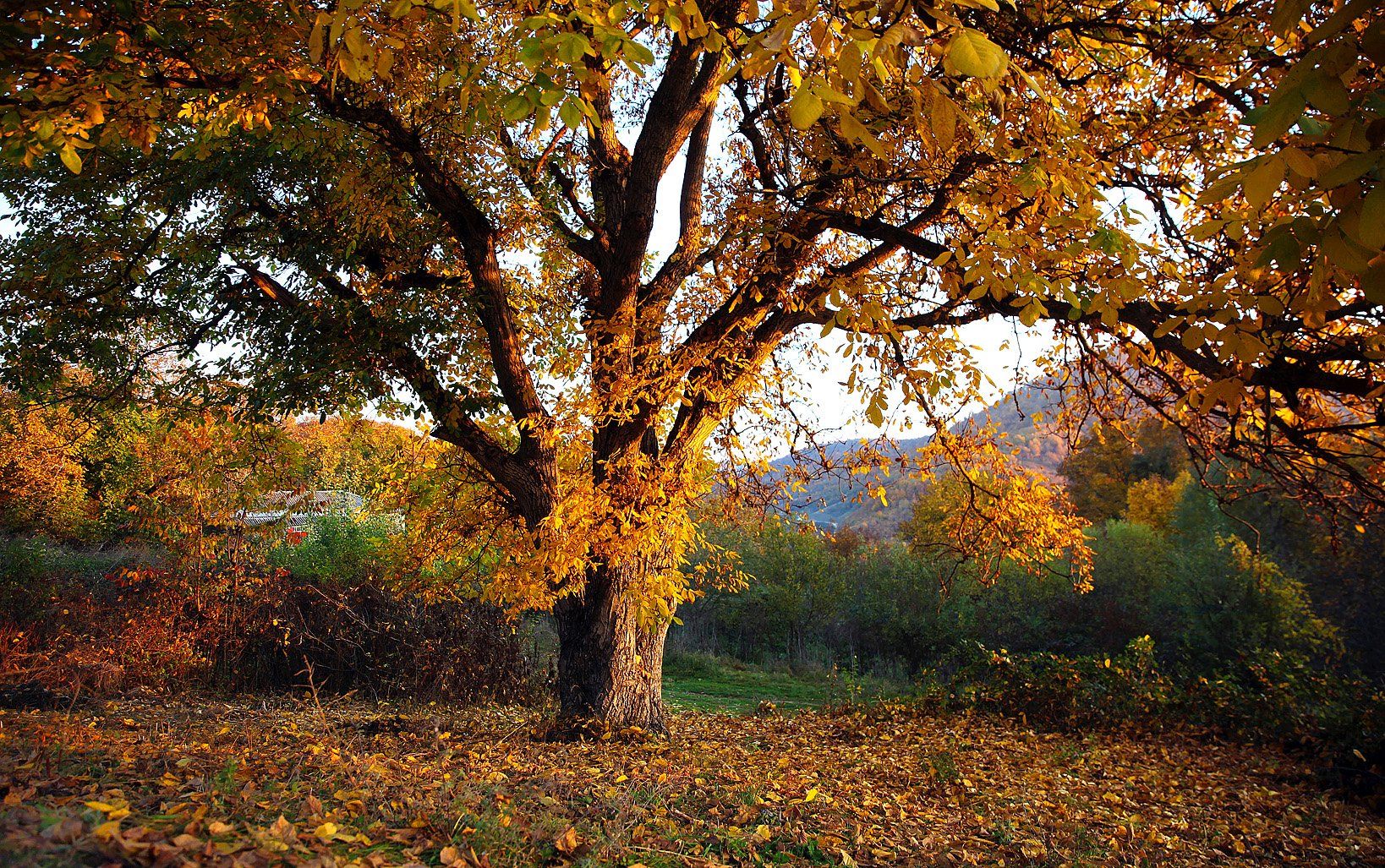 горы,осень,природа,дерево,орех., Marat Magov