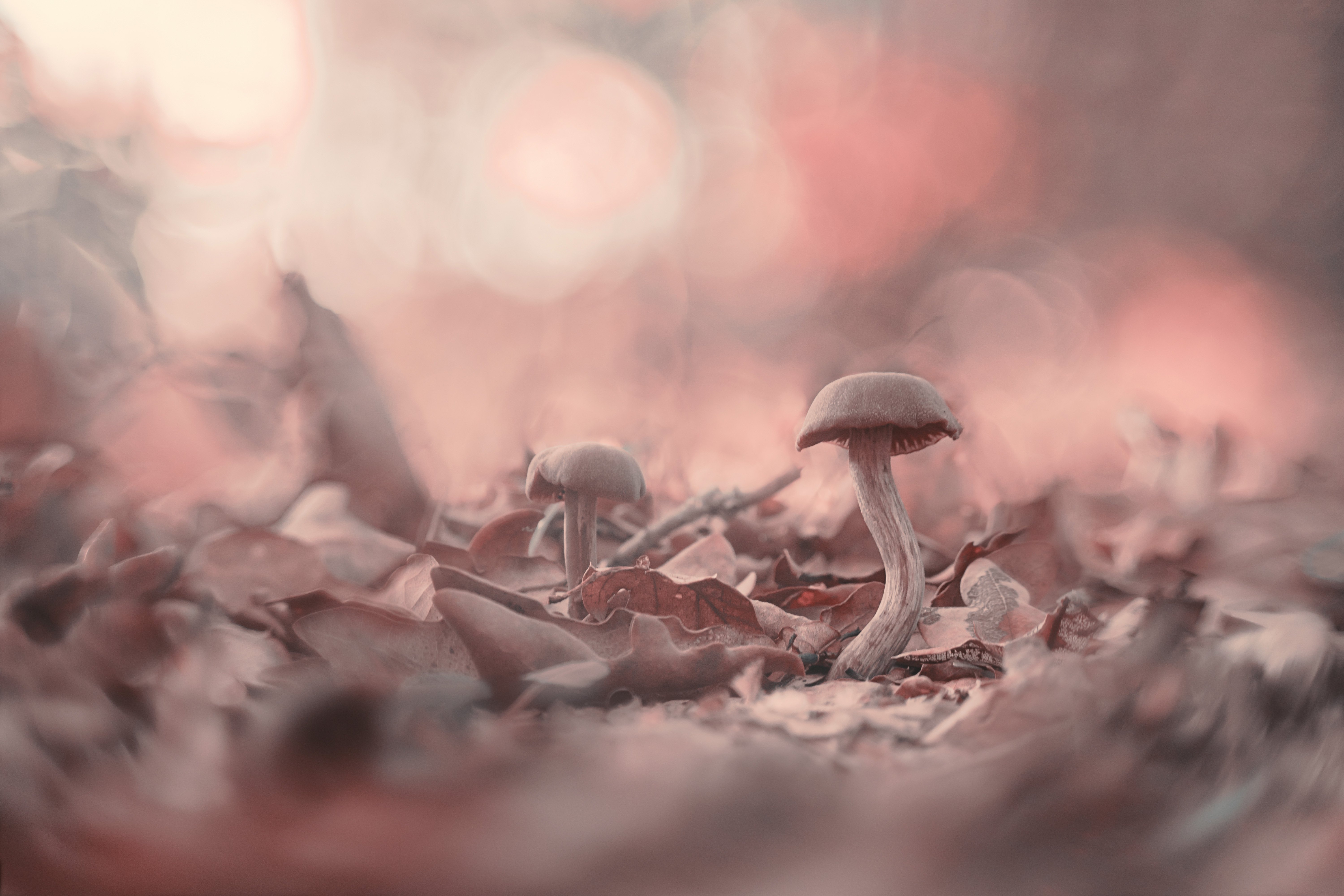 macro, mushroom, forest, nature, small, autumn, Antonio Coelho
