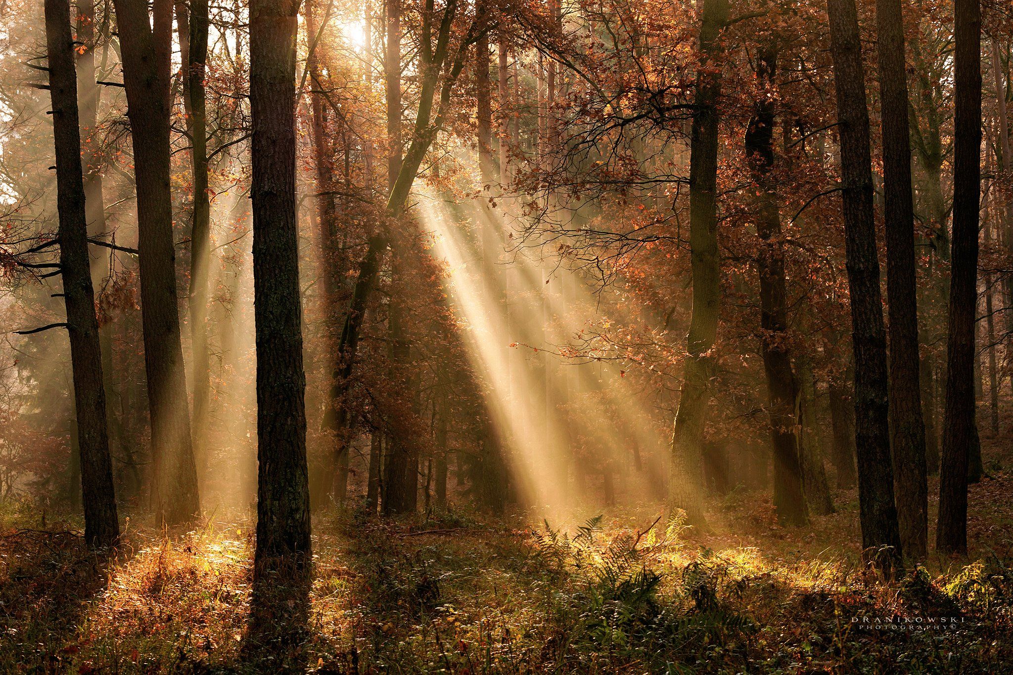 light beams in forest trees sunlight las dranikowski foggy morning mist magic, Radoslaw Dranikowski