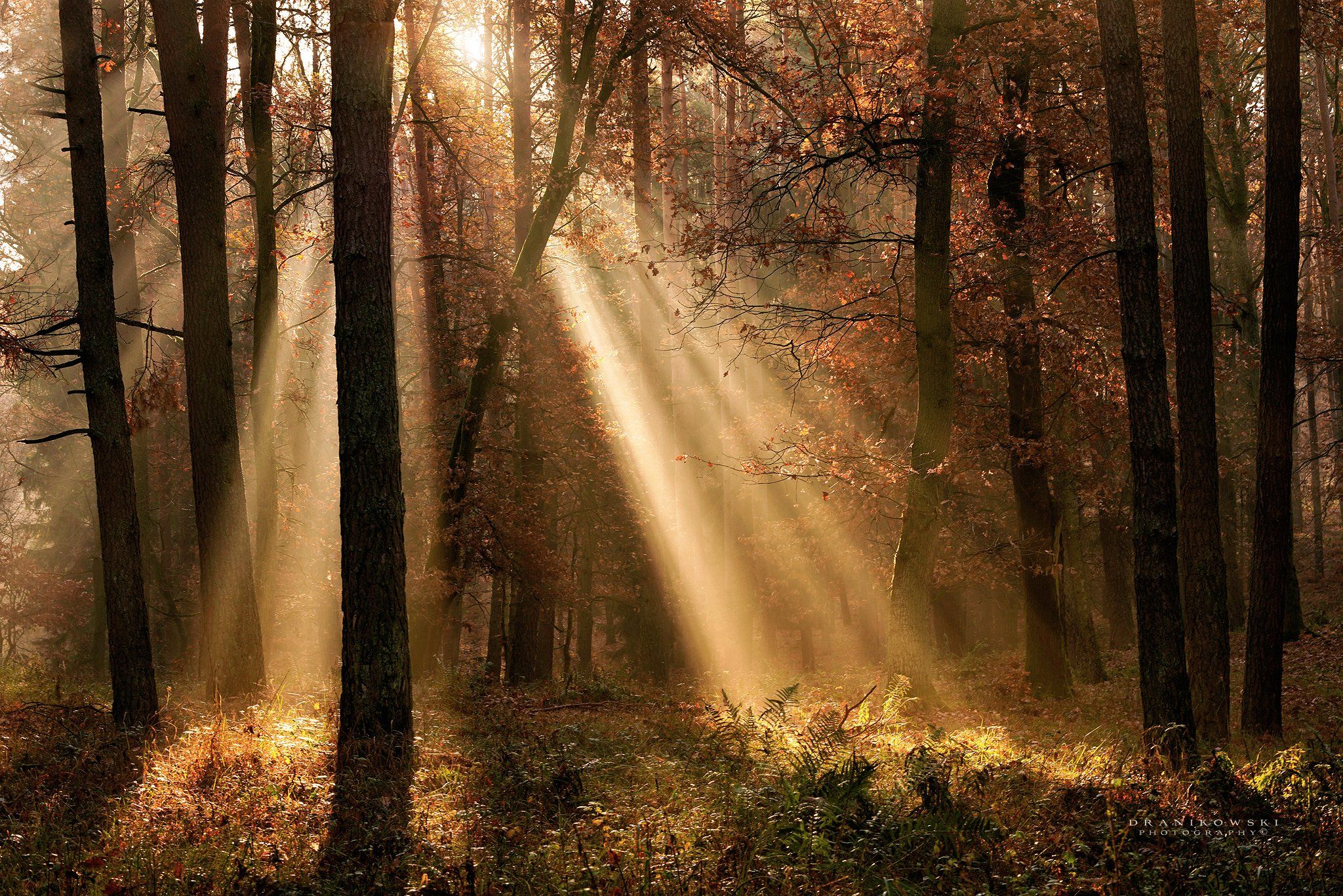 Фотографы леса. Radoslaw Dranikowski. Лес всему голова. Forest Light Beams.