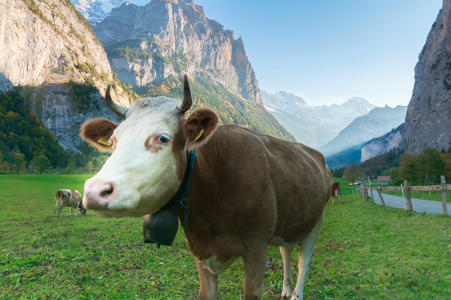 пейзаж,природа, Швейцария, Лаутенбруннен, корова, Лариса Николаевна Дука