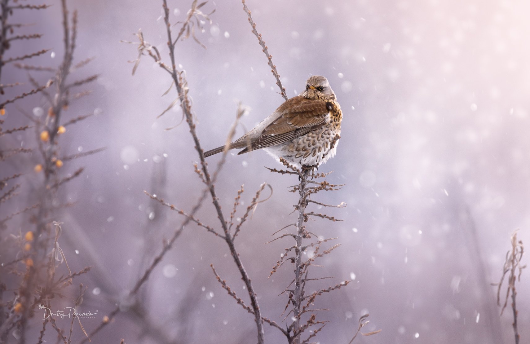 природа, животные, птицы, с наступающим новым годом, Дмитрий Посевич