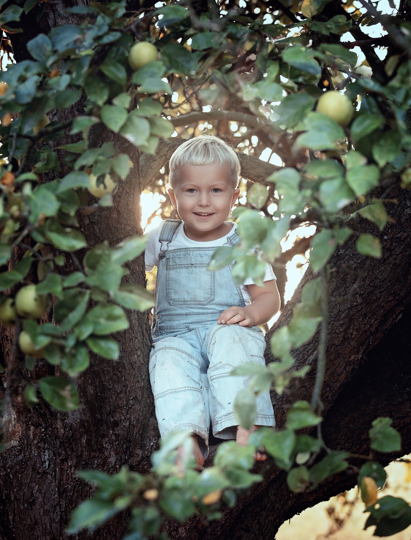 apple, apples, garden, boy, tree, summer, autumn, Tetyana Vysochanska