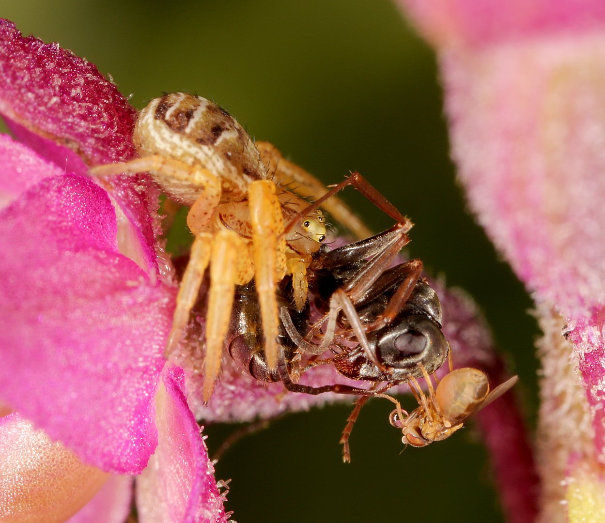 паук-скакунчик муравей нектар орхидея дремлик дрозофила, Александр Зорин