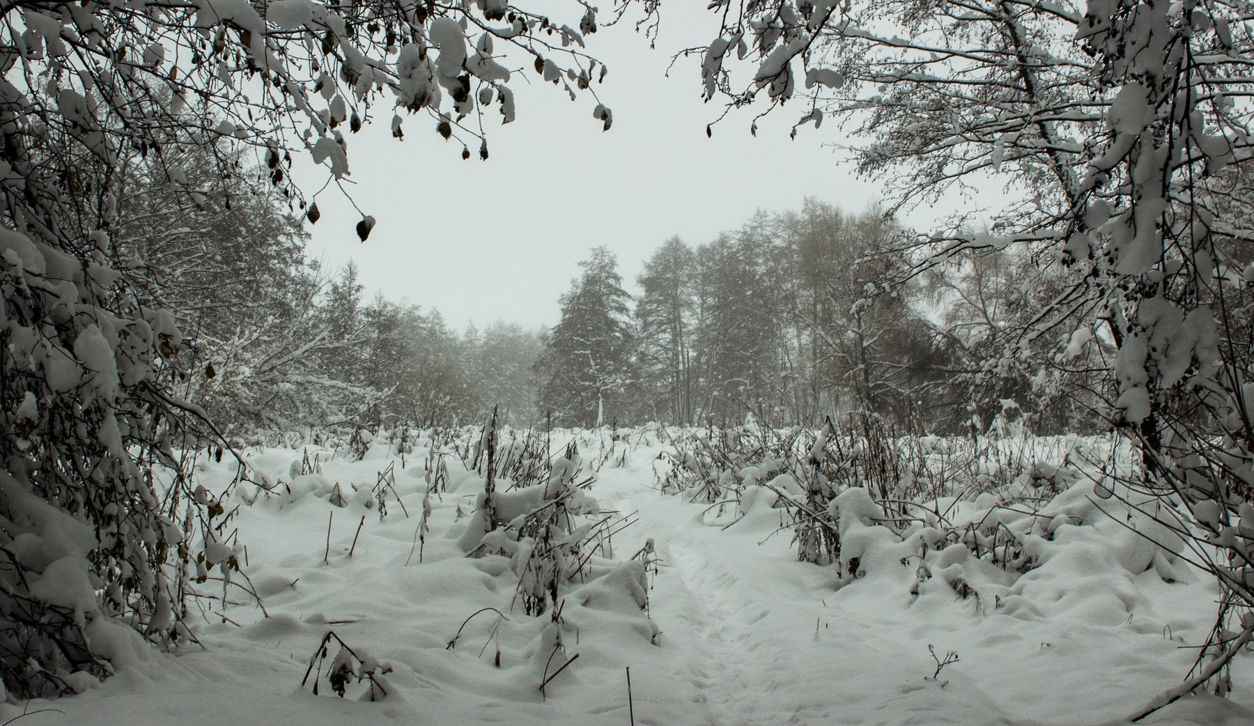 лес, зима, снег, берёзы, туман, Руслан Востриков