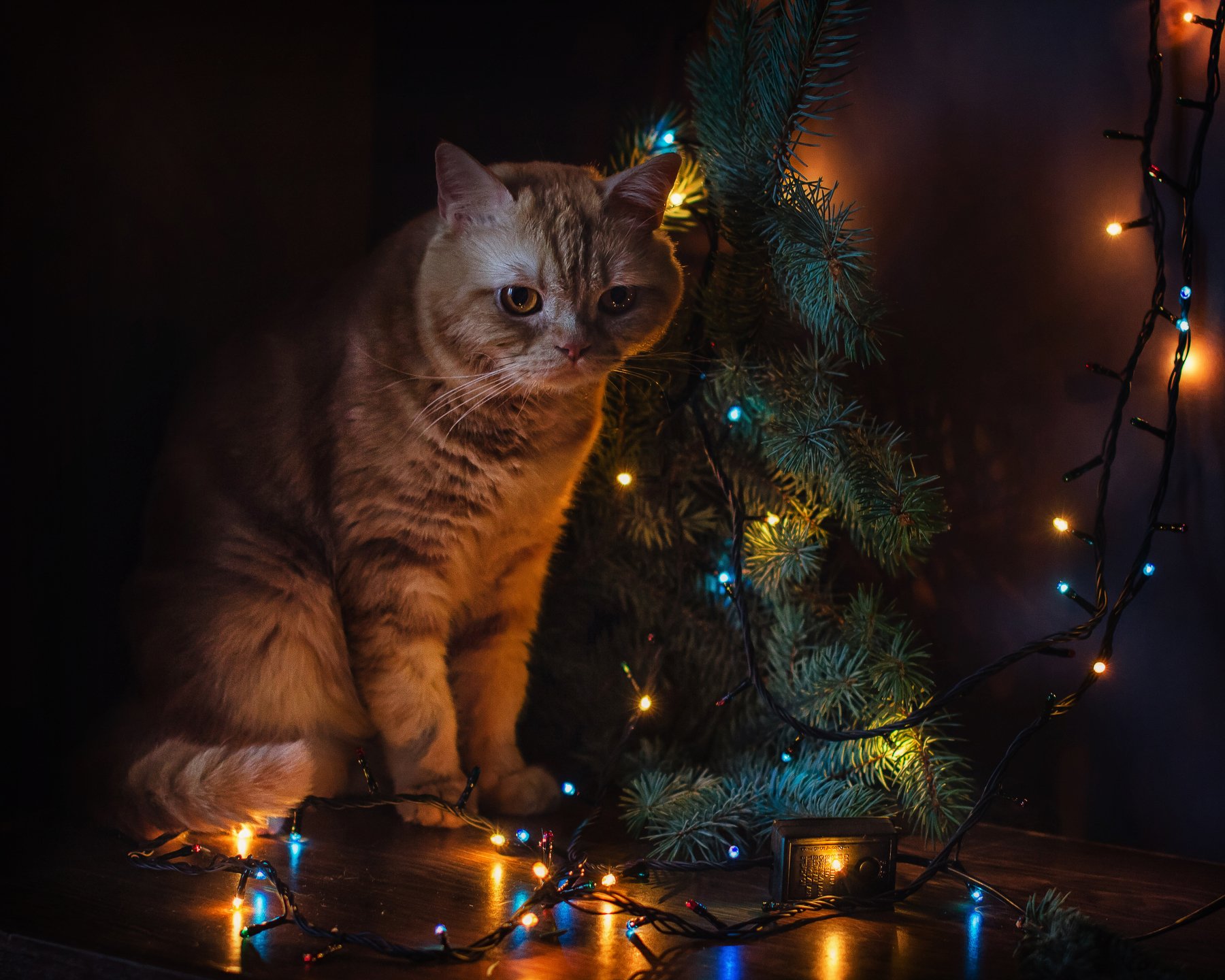 животные, кошки, кот, новый год, праздник, ёлка, огоньки, Анна Петина