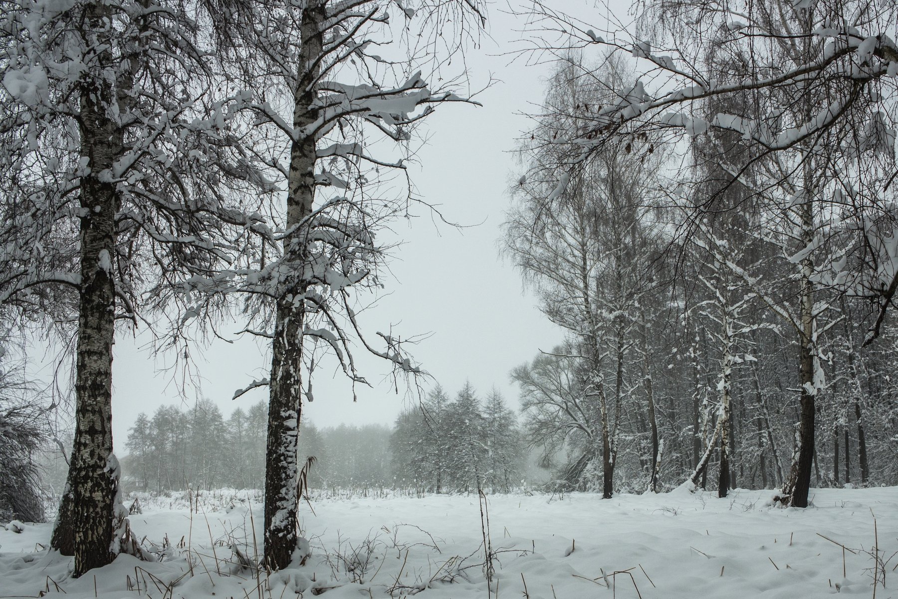 зима, снег, туман, лес, берёзы, Руслан Востриков