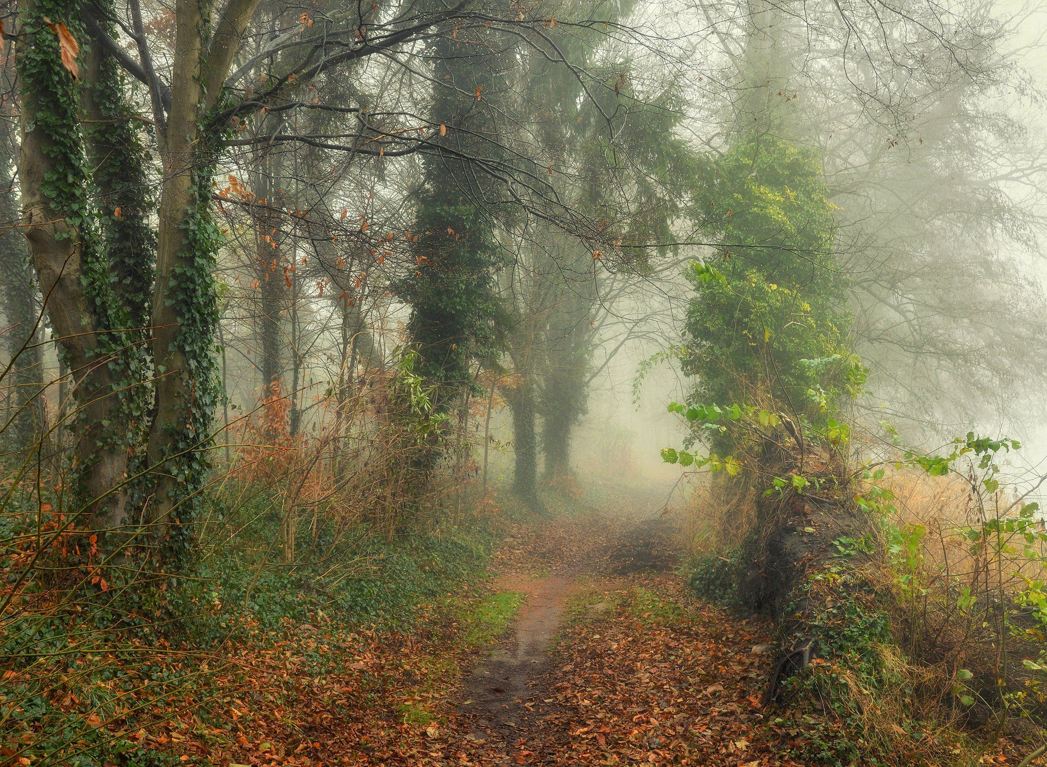 меланхолия melancholy alley foggy morning silence mist magic path road trees dranikowski autumn fall, Radoslaw Dranikowski