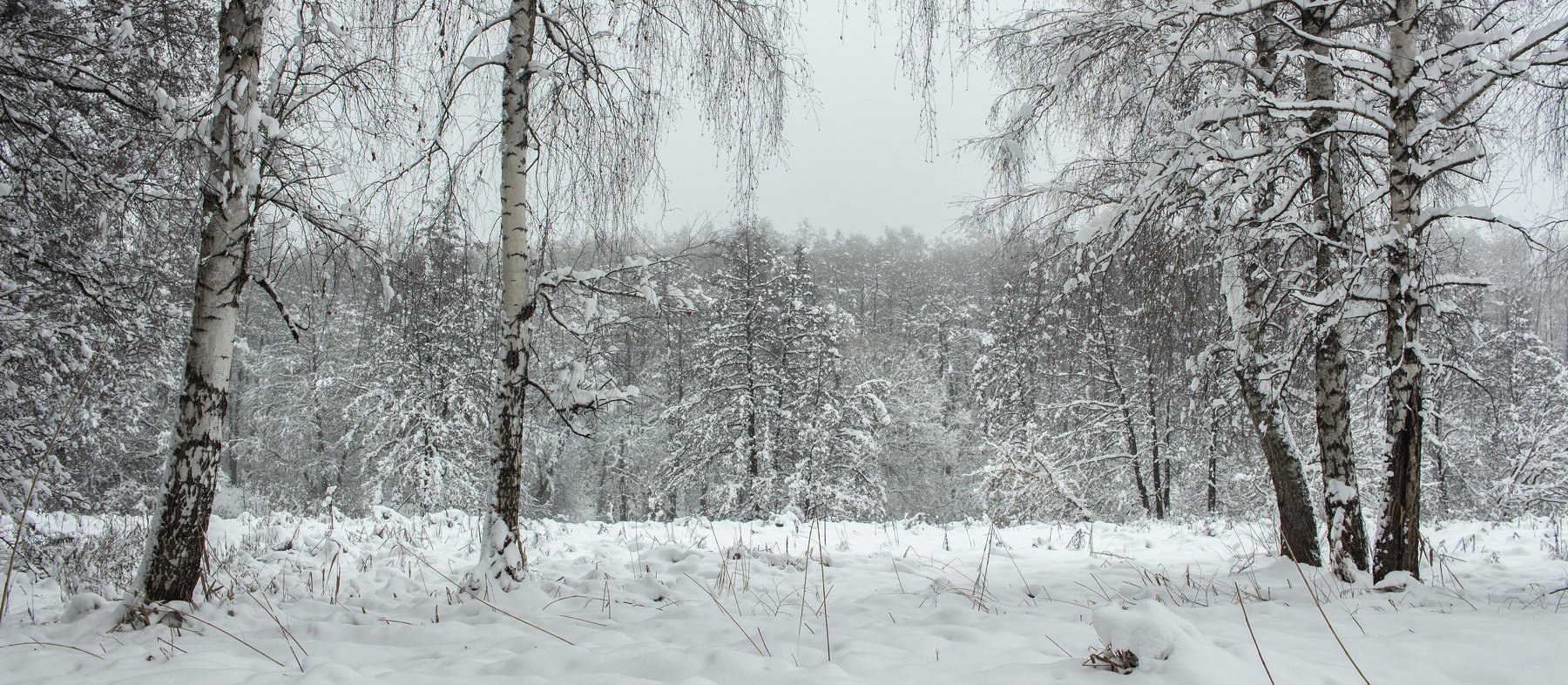 лес, зима, снег, туман, Руслан Востриков