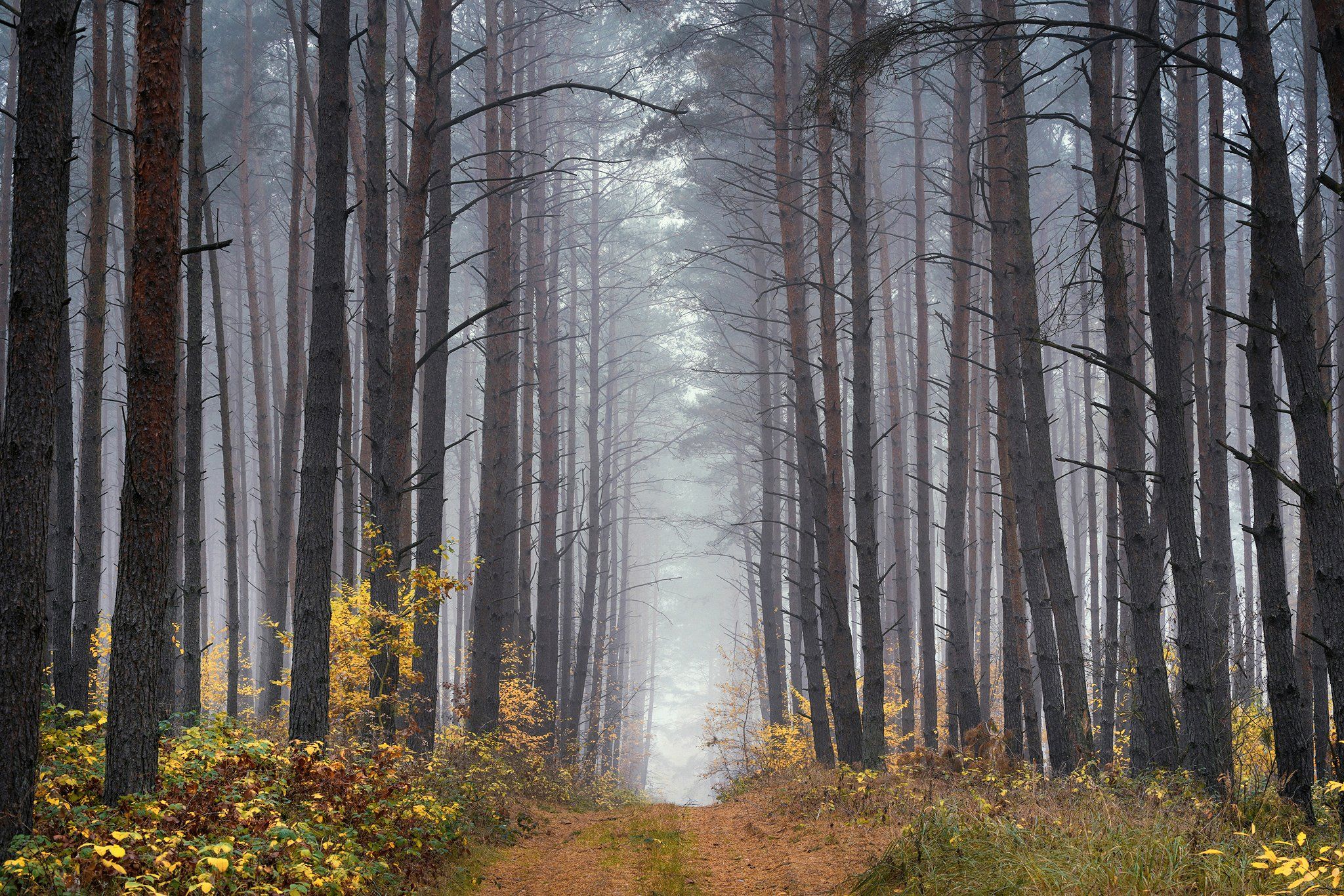 uphill in the forest tree trees magic mist foggy morning path road dranikowski fog autumn fall, Radoslaw Dranikowski