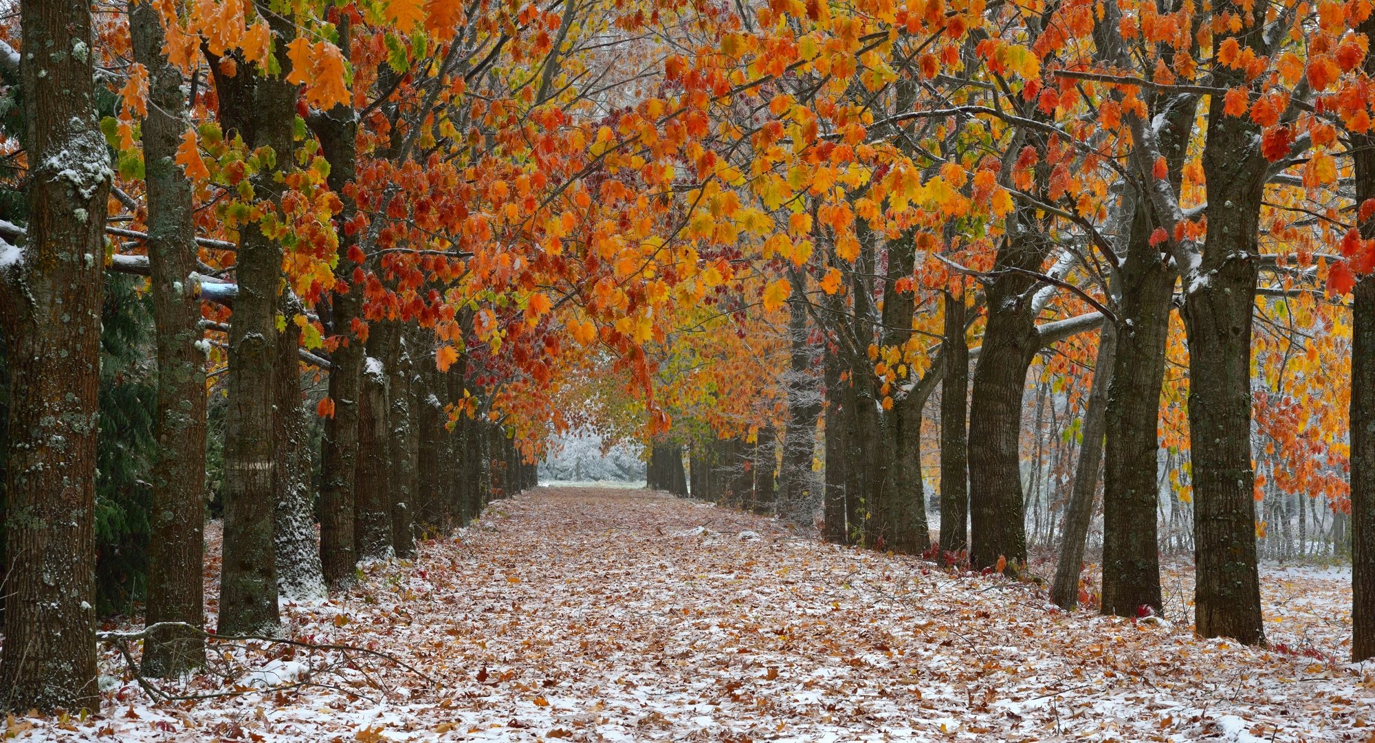 осень снег аллея листва, Александр Жарников