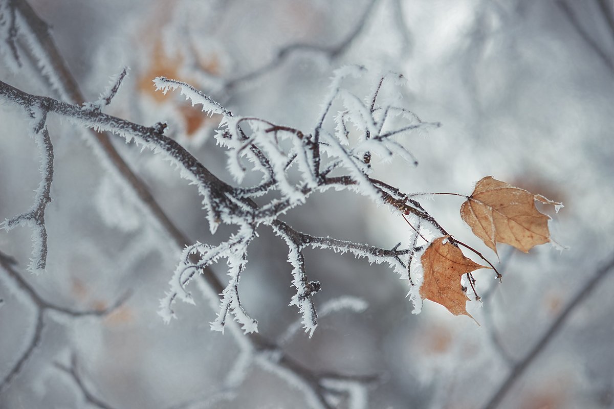 moment, момент, beautiful, красивый,  beauty of nature, красота природы,  macro, макро,  canon 55-250, tenderness, нежность,  leaves, листья, maple, клен,  winter, зима,  snow, снег, snowy, снежно, frost, иней, hoarfrost, изморозь, frosty, морозный,, Наталья Терентьева