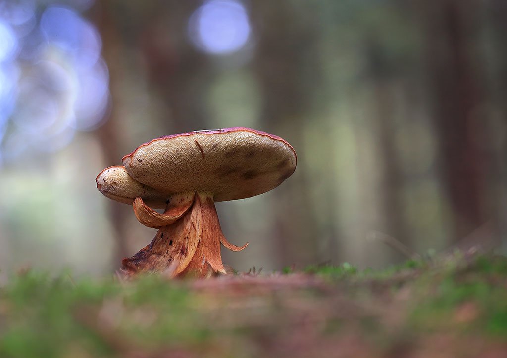 осень,гриб,лес., Viktor Schneider