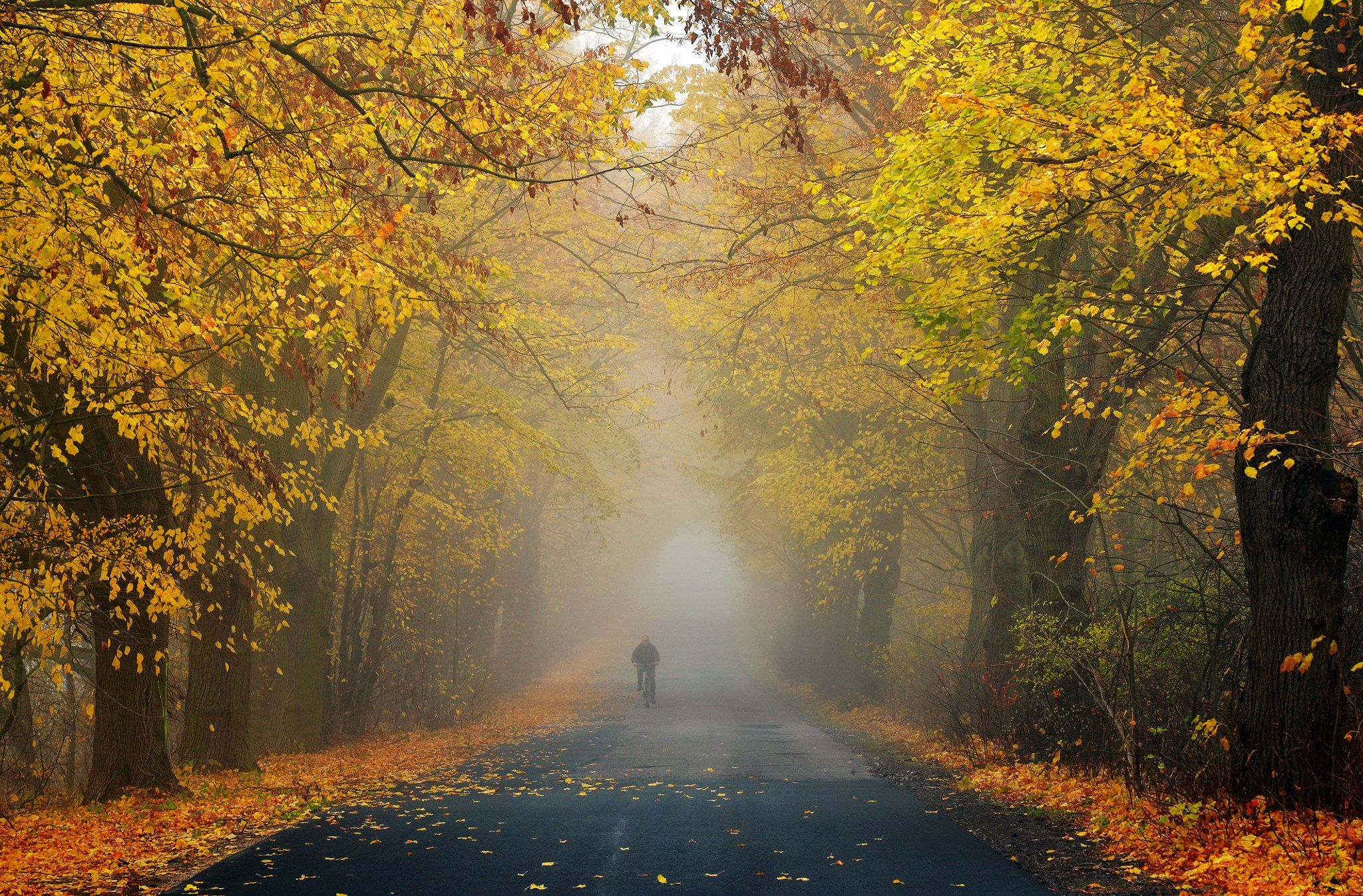 велосипедист autumn rider fall road path magic trees tree dranikowski foggy mist cyclist, Radoslaw Dranikowski