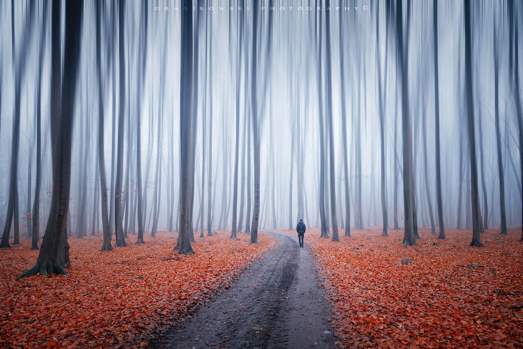 a man alone with himself sam dark forest trees path road mist magic dranikowski foggy morning autumn fall, Radoslaw Dranikowski
