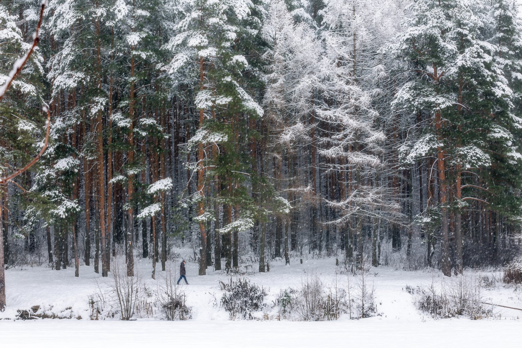 природа, зима, пейзаж, московская область, Мартыненко Дмитрий