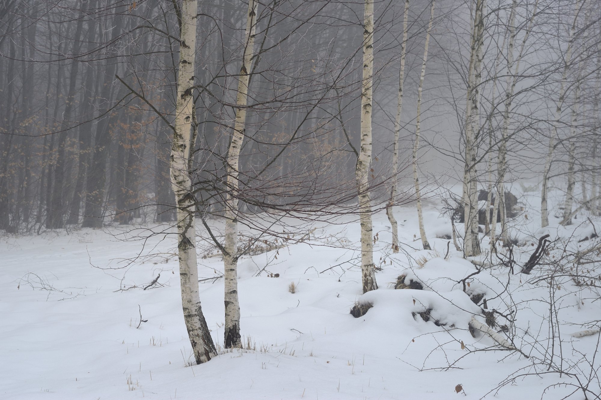 зима лес снег утро туман береза, Александр Жарников