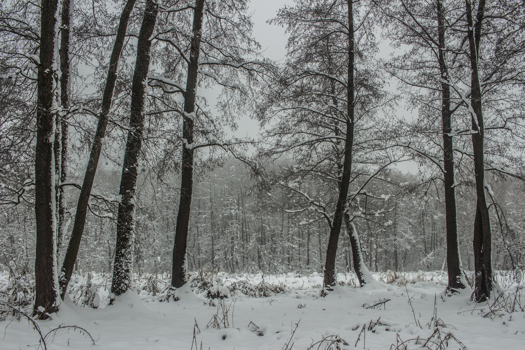 лес, зима, снег, туман, Руслан Востриков