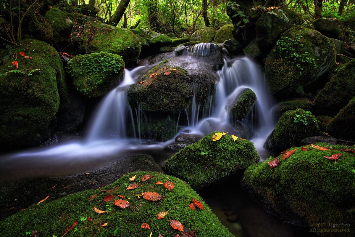 waterfall water moss flow stream green valley Korea landscape, Seo Tiger