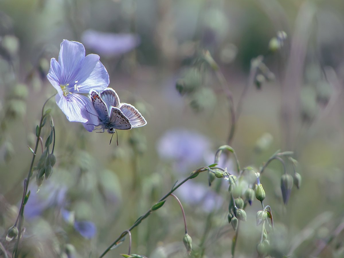 макро, насекомые, бабочка, голубянка, цветы, лён, Игорь Рябов