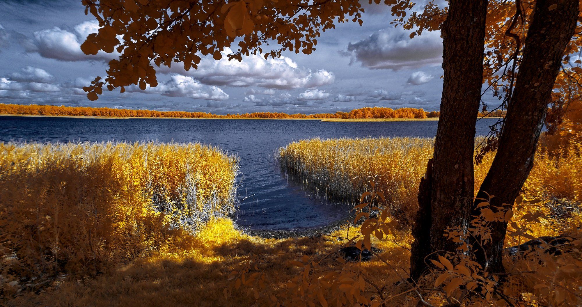 infrared,ик-фото,инфракрасное фото,инфракрасная фотография,пейзаж,природа,беларусь,лето, Sixten ( Сергей )