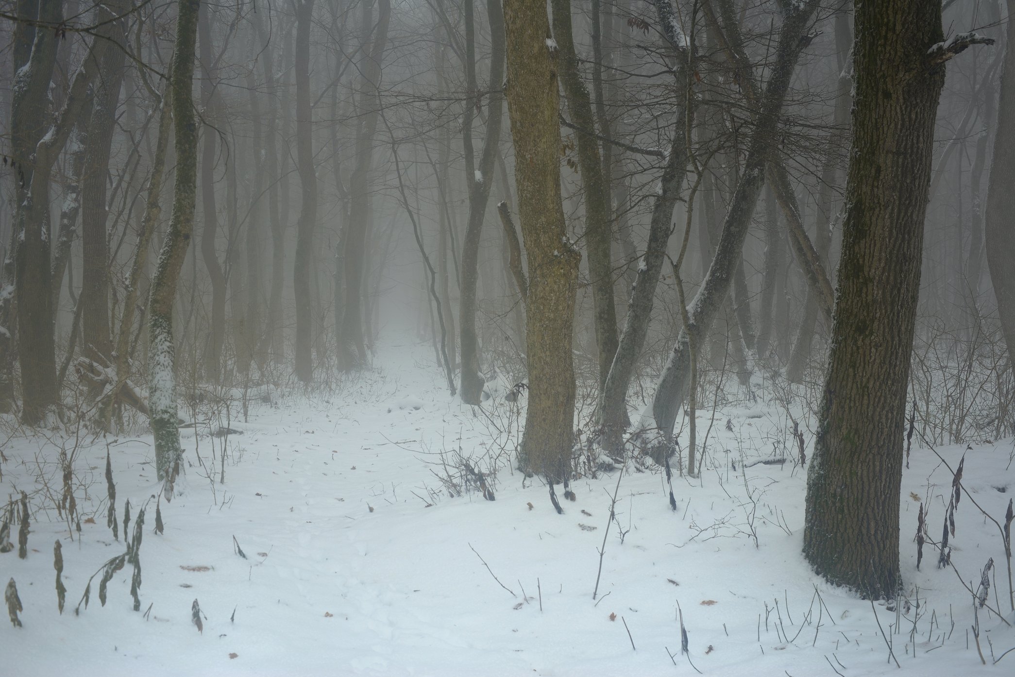 зима лес снег утро туман, Александр Жарников