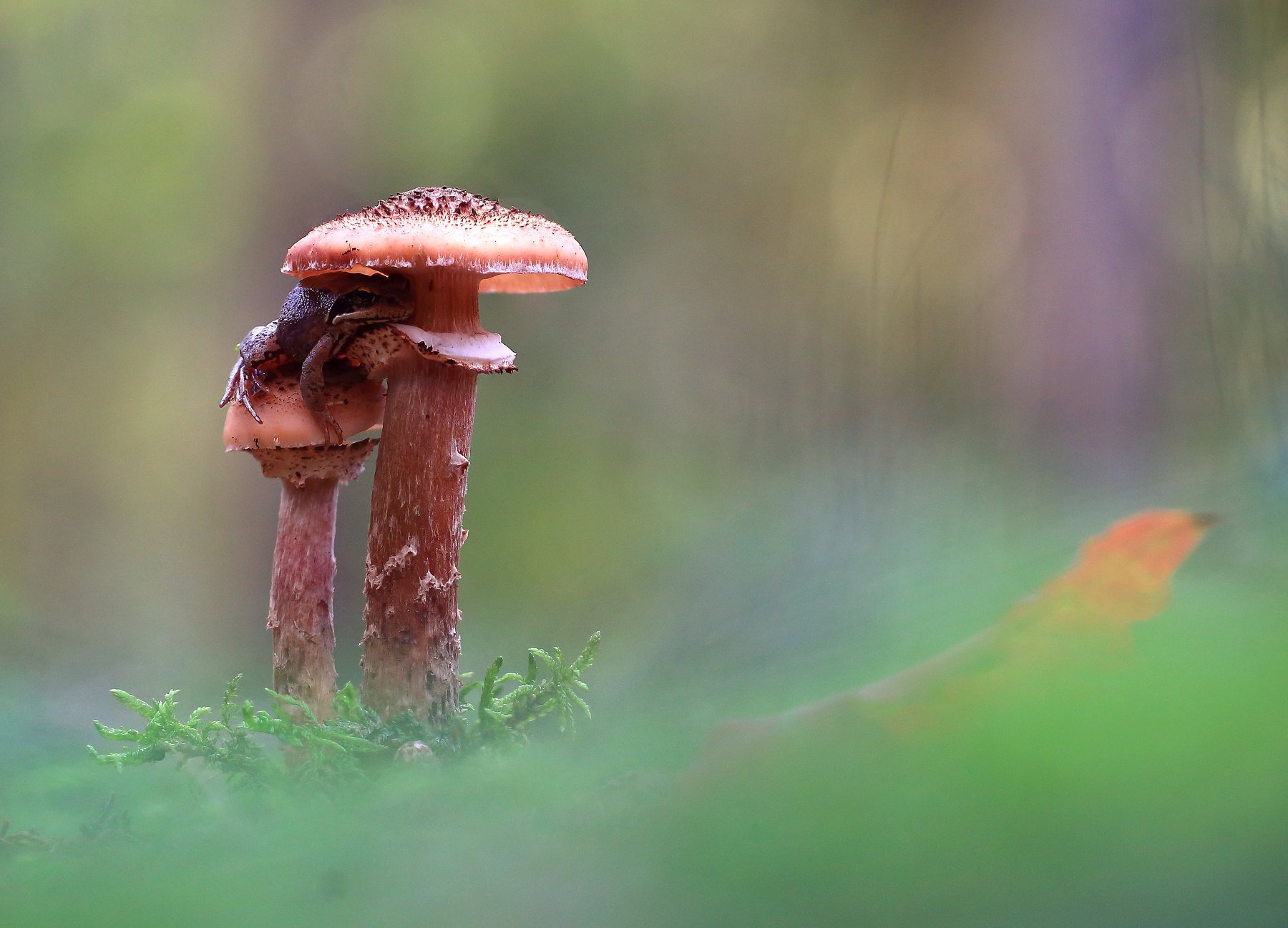 Лес,гриб,лягушка., Viktor Schneider