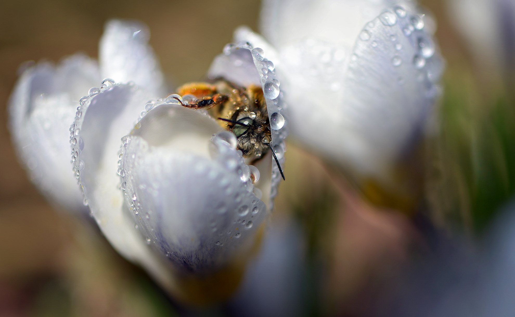 природа, макро, весна, цветы, крокус, капли дождя, насекомое, пчела, Неля Рачкова
