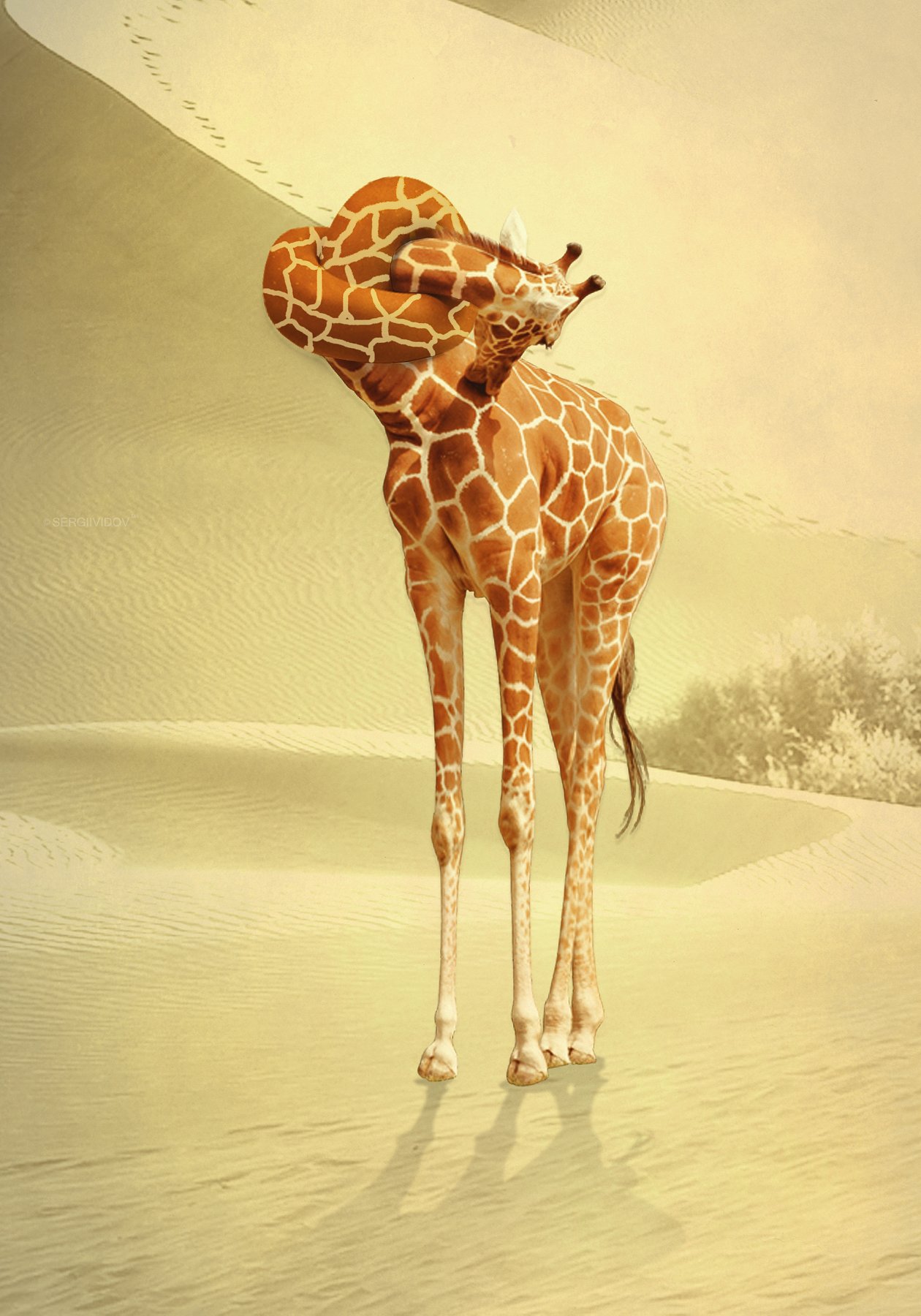 жираф, пустыня, Sergii Vidov