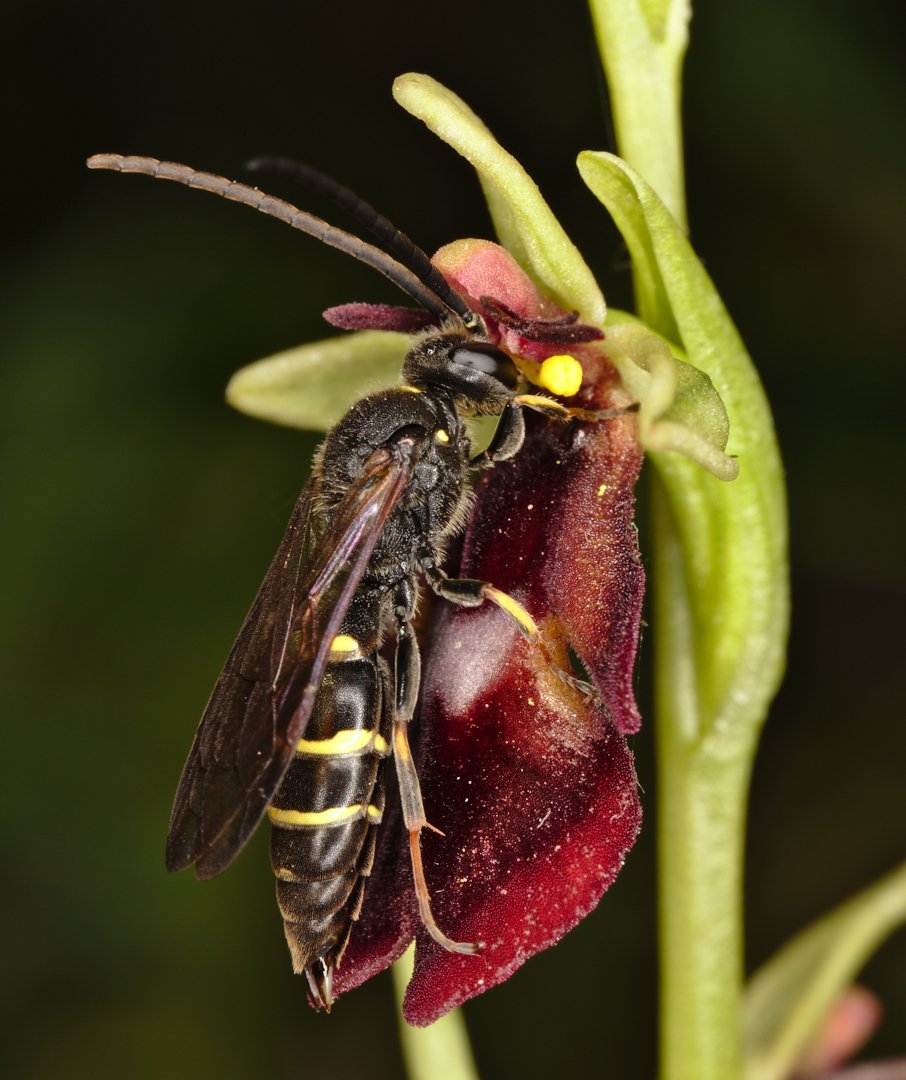псевдокопуляция  Agrogorytes Ophrys, Александр Зорин