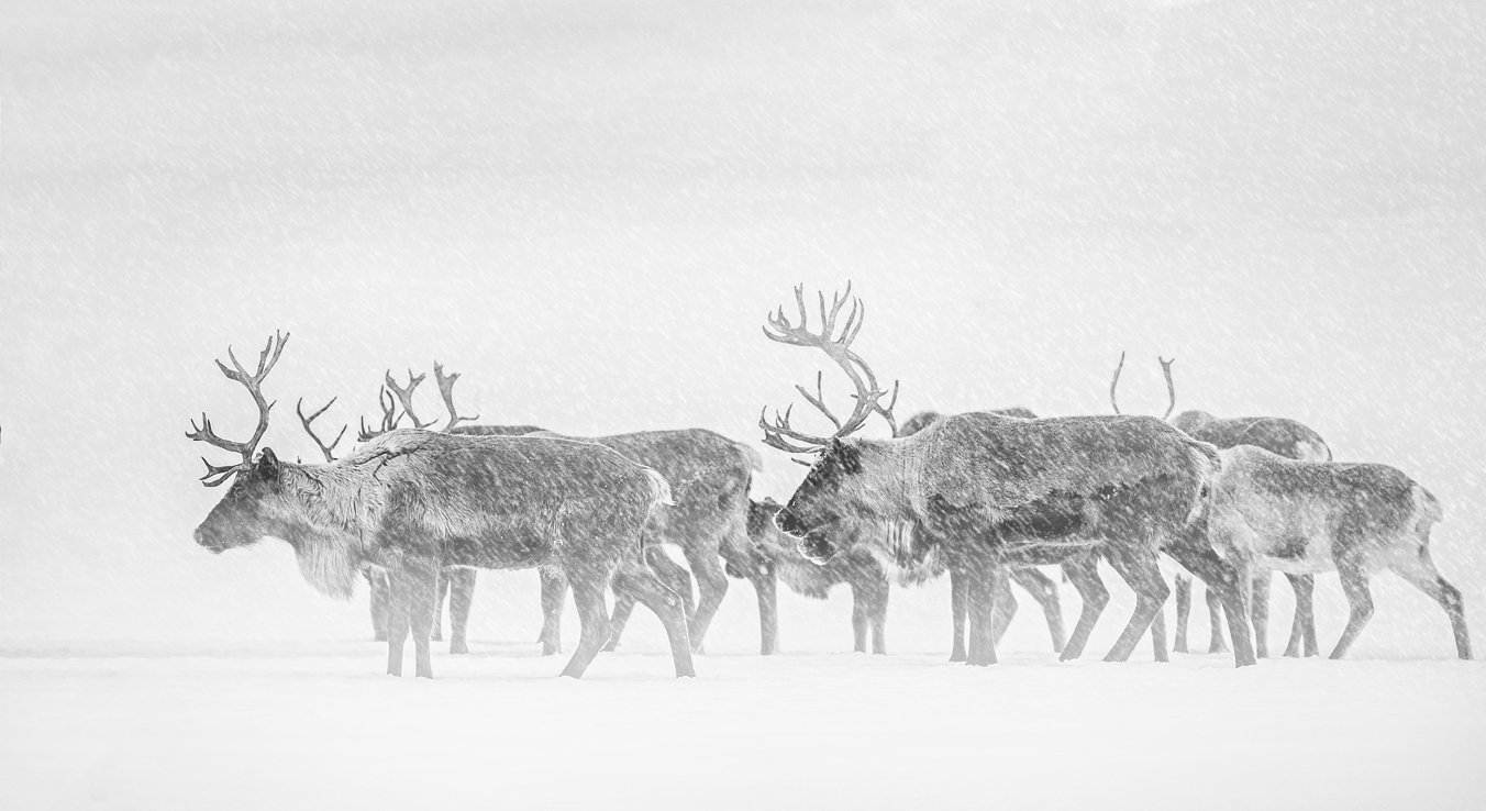 deer, north, winter, frost, cold, komi, pechora,олени,север,зима,мороз,холод,коми,печора,, Игорь Триер