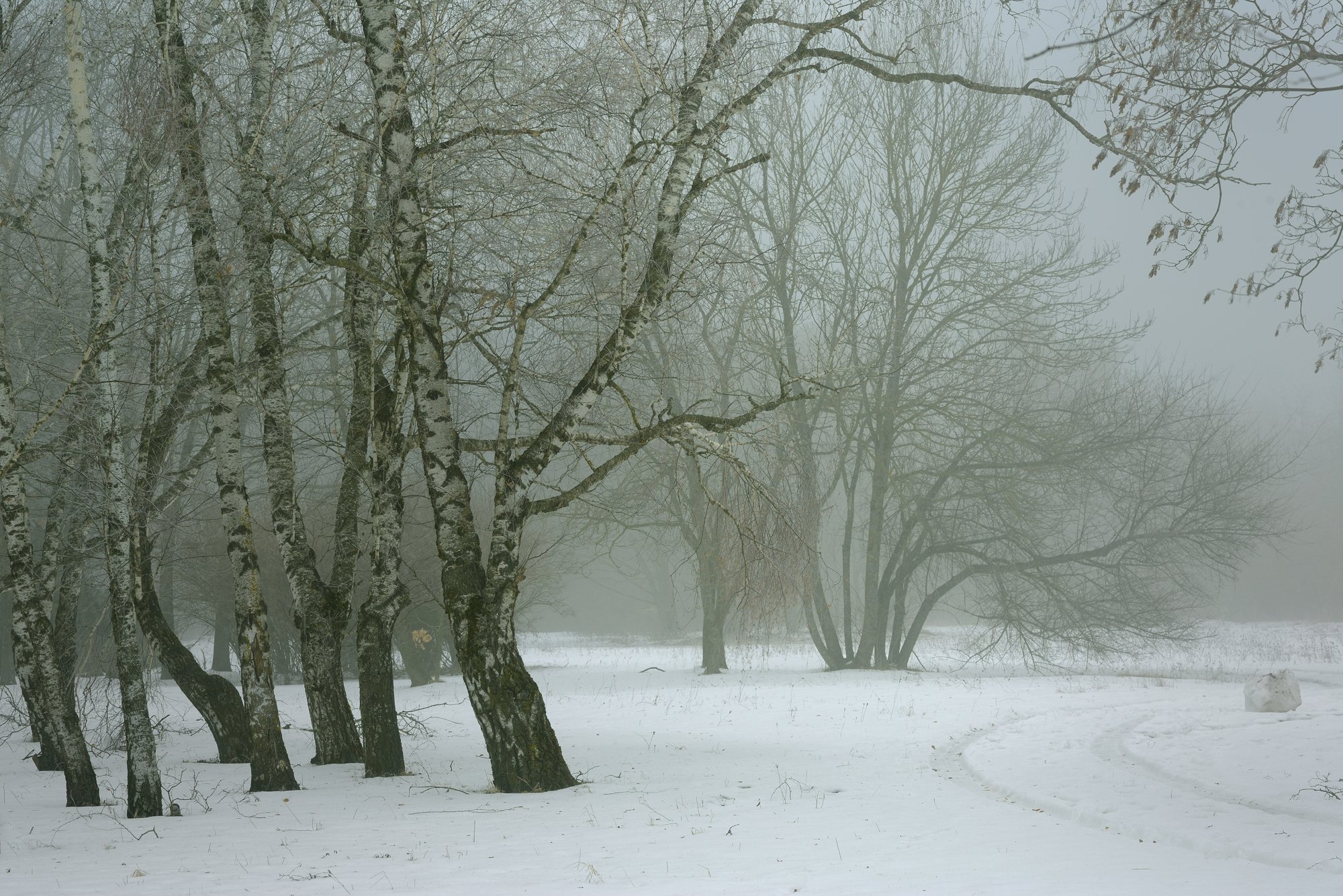 зима лес снег утро туман, Александр Жарников
