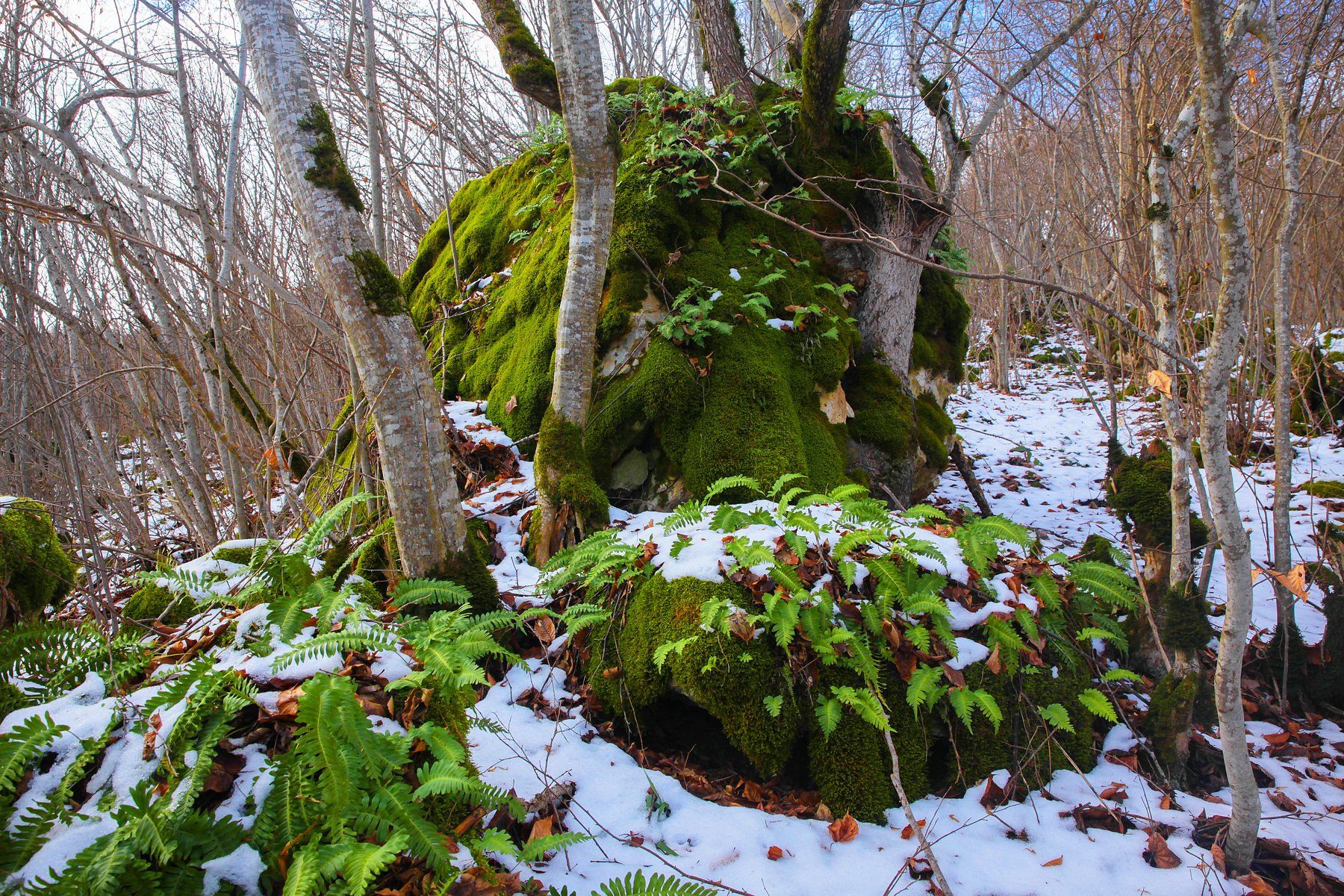 лес,природа,деревья,зима, Marat Magov