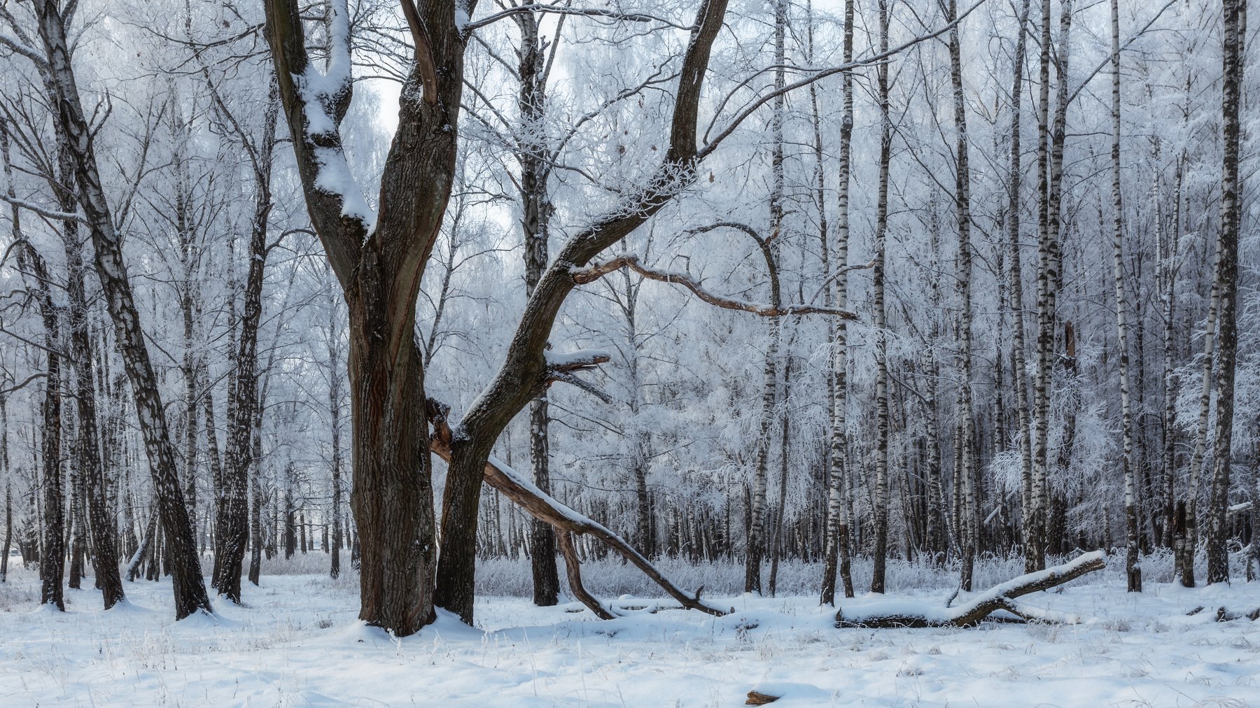 пейзаж, природа, зима, Мартыненко Дмитрий