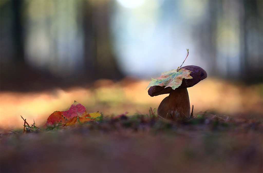 осень,лес,грибы., Viktor Schneider
