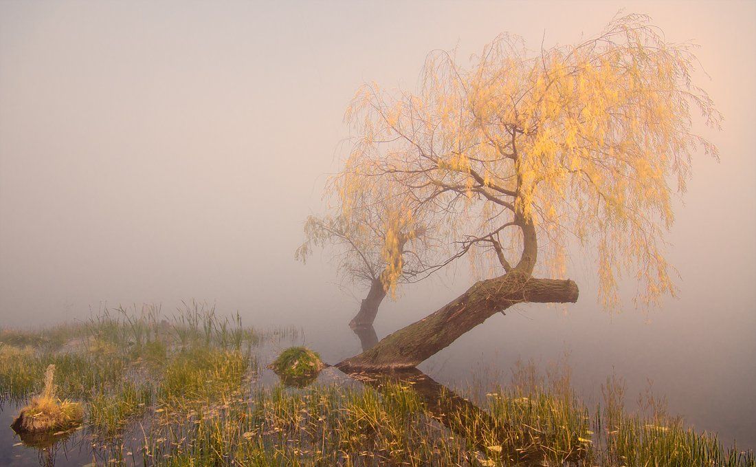 autumn;, fog;tree, Philip Peynerdjiev