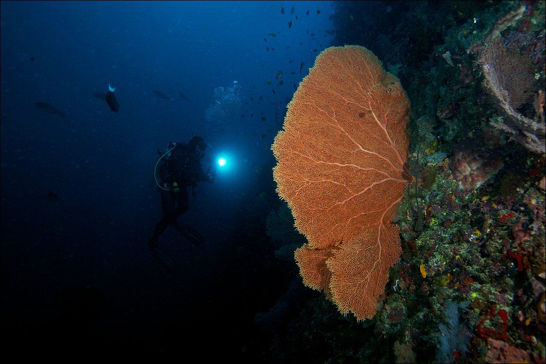 underwater, scuba, divers, light, coral, Anton Akhmatov