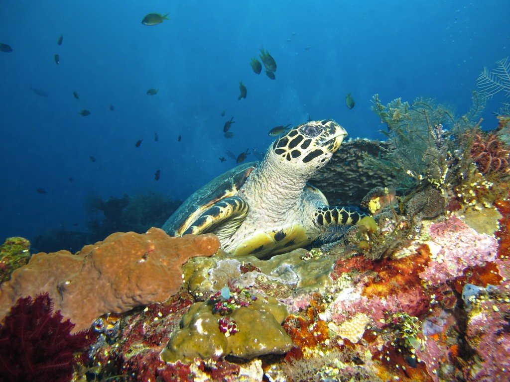 кораллы , подводная фотография , underwater ,, Шатенев Константин