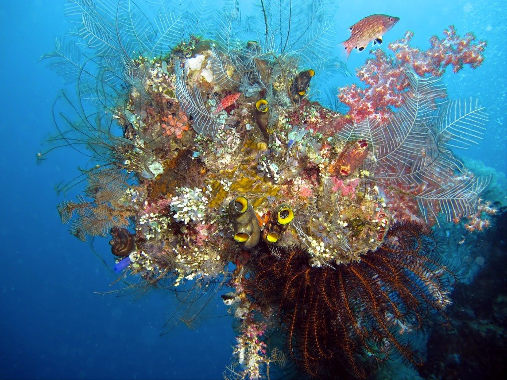кораллы , подводная фотография , underwater ,, Шатенев Константин