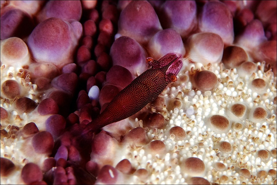 imperial, shrimp, sipadan, underwater, star, Anton Akhmatov