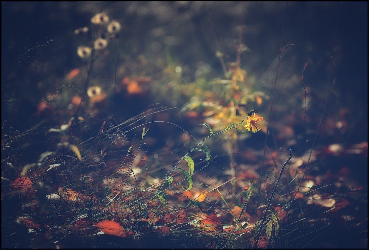 природа,осень,цветы,, Евгений Кирилкин.