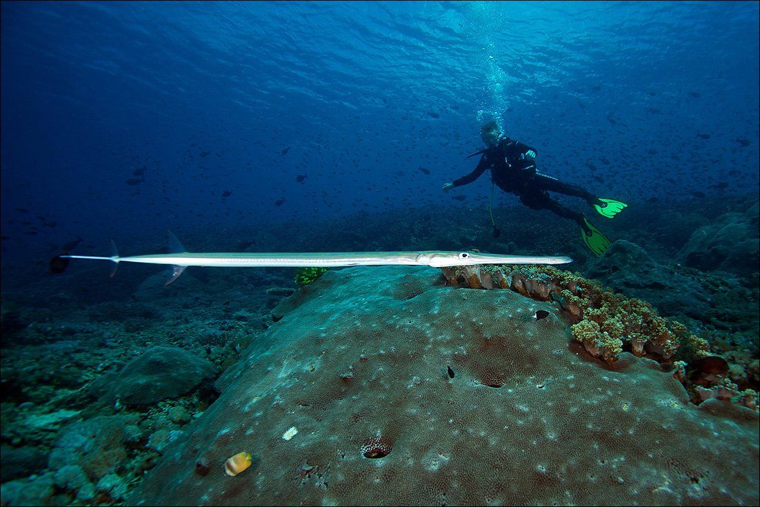 trumpetfish, underwater, bali, diver, Anton Akhmatov