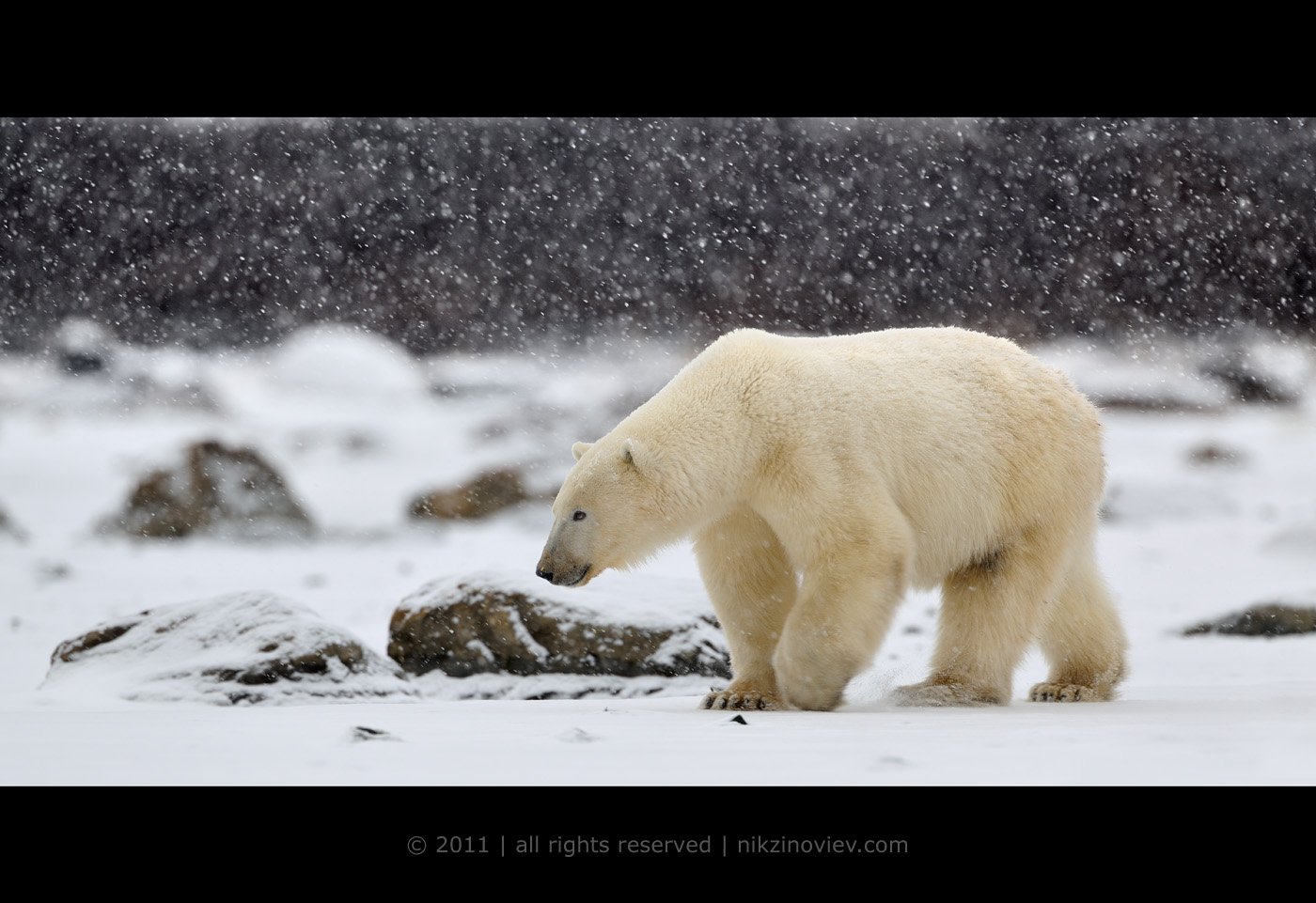 белый медведь, снег, мороз, дикая природа, канада, Николай Зиновьев