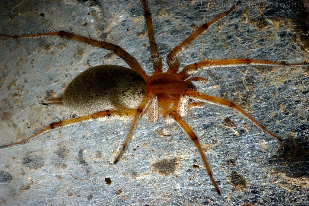 краснодарский край, северо-западный кавказ, паук, agelena, макро, krasnodar territory, north-west caucasus, macro, spider, araneomorph funnel-web spider, Vladimir Neimorovets