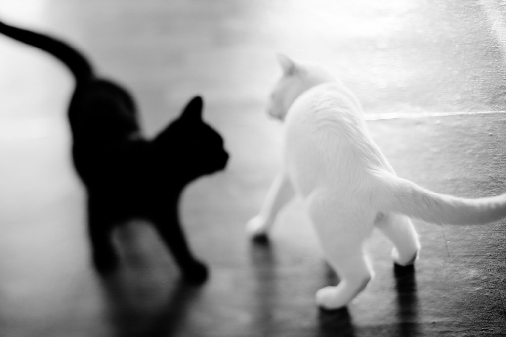 Черная Кошка Белый Кот Фото
