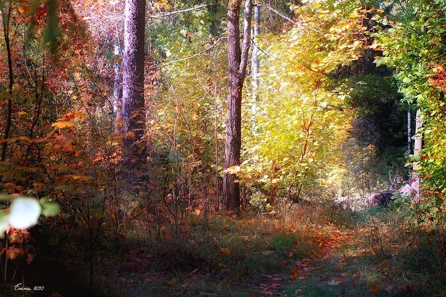 осень, лес, природа, етти