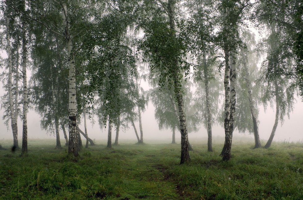 август, туман, берёзы, Николай Морский