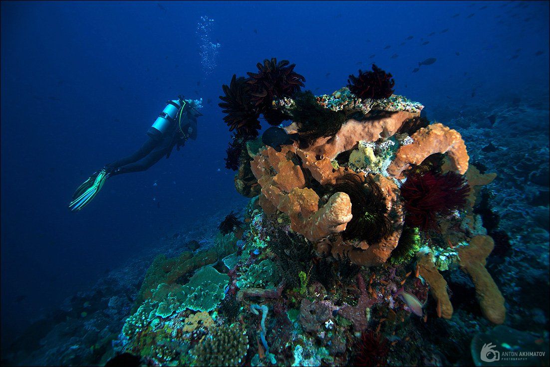 underwater, fish, bali, island, indonesia, reef, corals, diver, Anton Akhmatov
