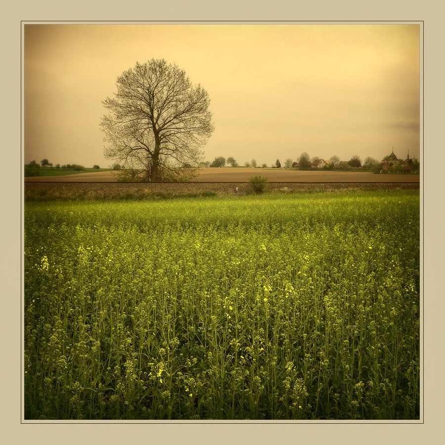 пейзаж, поле, дерево, Oleg Dmitriev