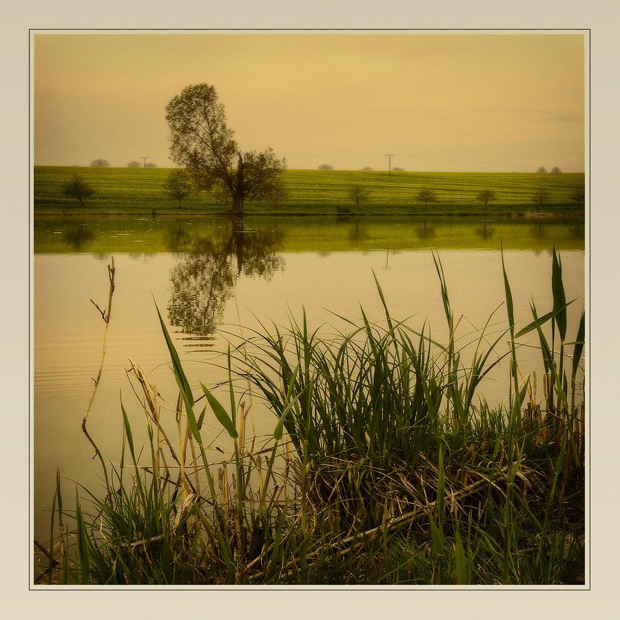 пруд, поле, пейзаж, дерево, Oleg Dmitriev